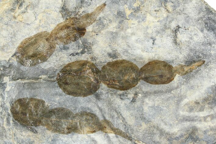 Dinosaur (Grallator) Track - Negative Impression #366855
